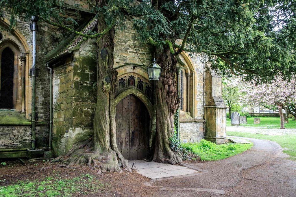 A large, old tree grows closely around the arched wooden door of a stone church, with thick roots spreading across the ground and a lantern hanging above the entrance. A pathway curves through a green churchyard.